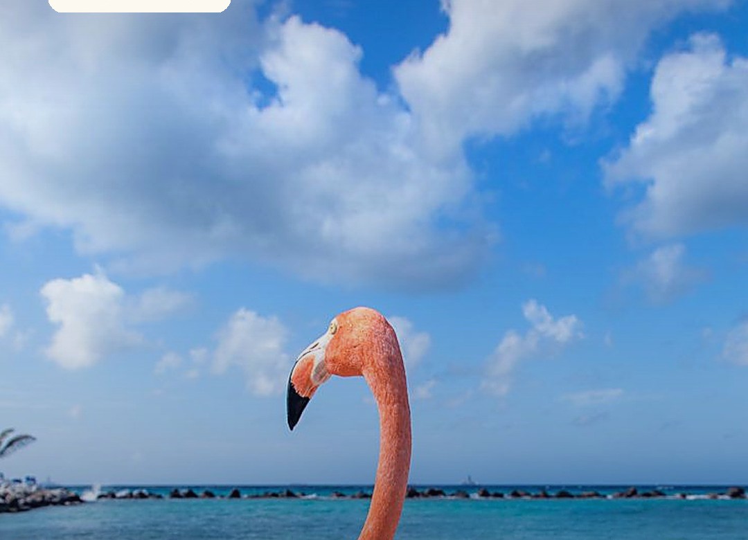 Aruba con todo resuelto