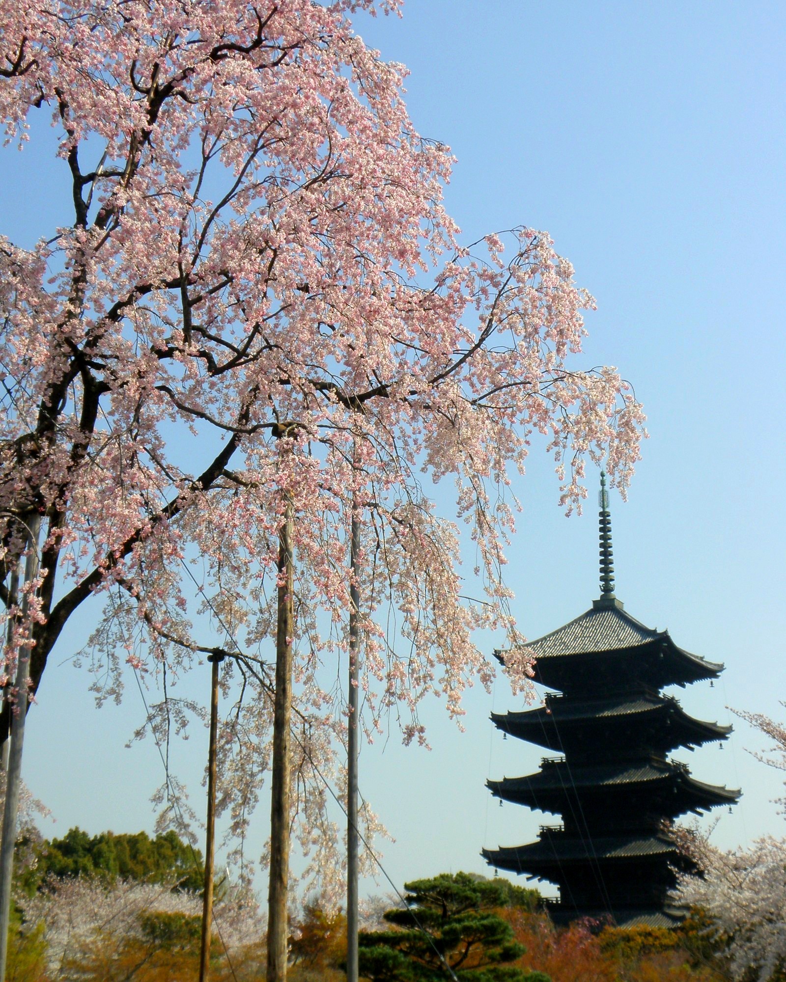 Japón en Primavera